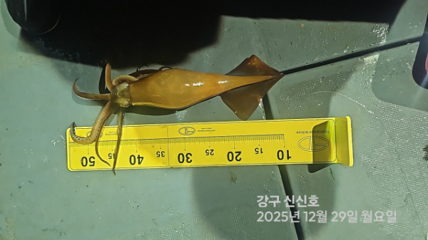 신신낚시 강구점 신신호_사진_20251230_14.jpg