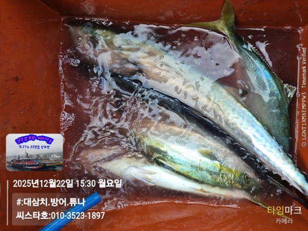 2025-12-22 15.30.44__(#-대삼치.방어.튜나)_(씨스타호-010-3523-1897).jpg