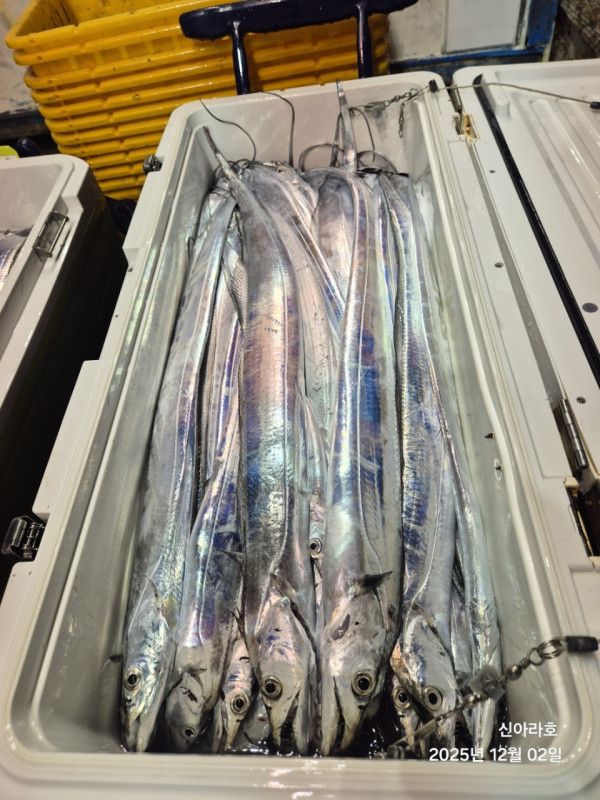 바다꾼낚시(신아라호)_사진_20251202_4.jpg