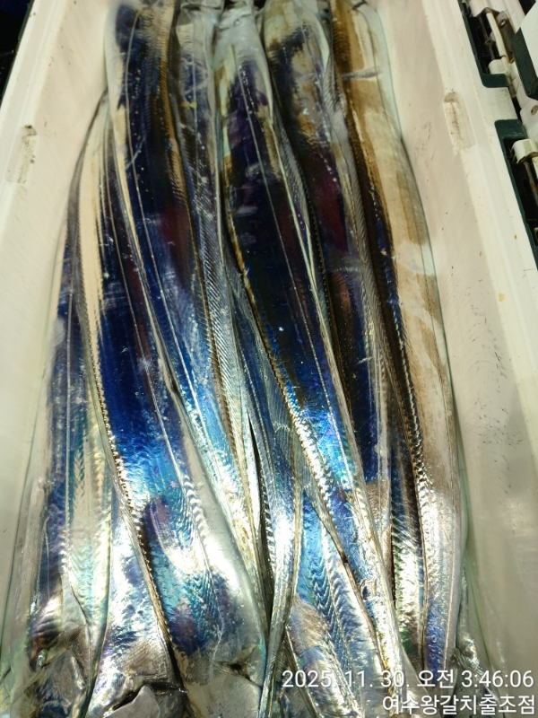 여수왕갈치출조점_사진_20251130_15.jpg