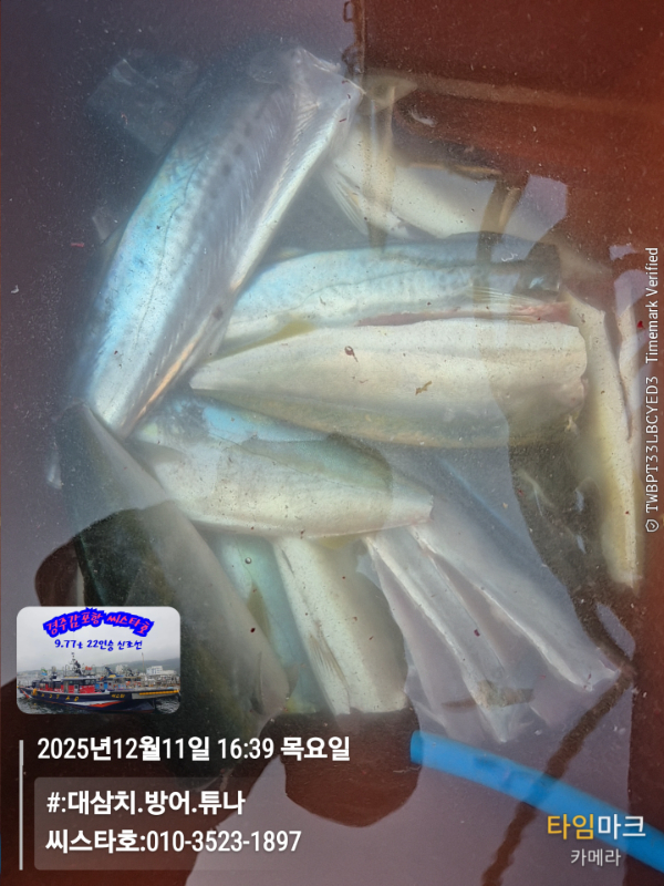 2025-12-11 16.39.30__(#-대삼치.방어.튜나)_(씨스타호-010-3523-1897).jpg