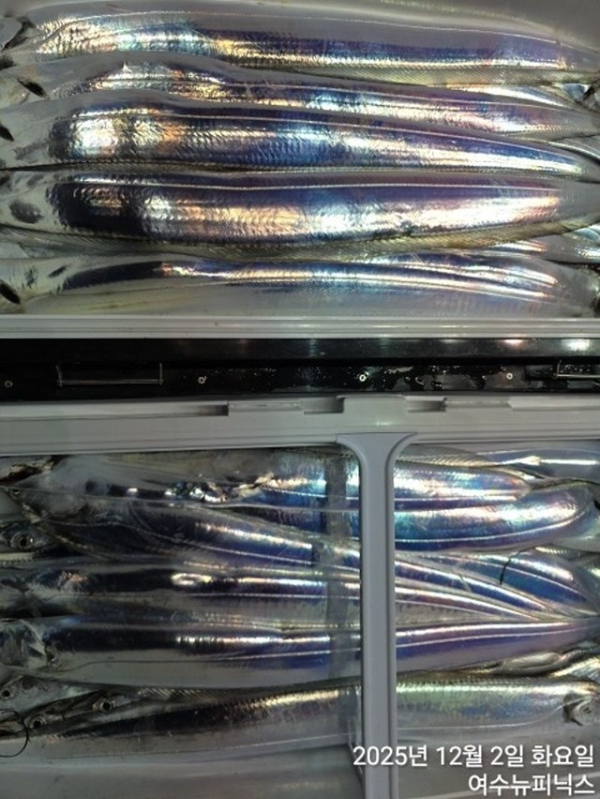 12월5일갈치 (4).jpg