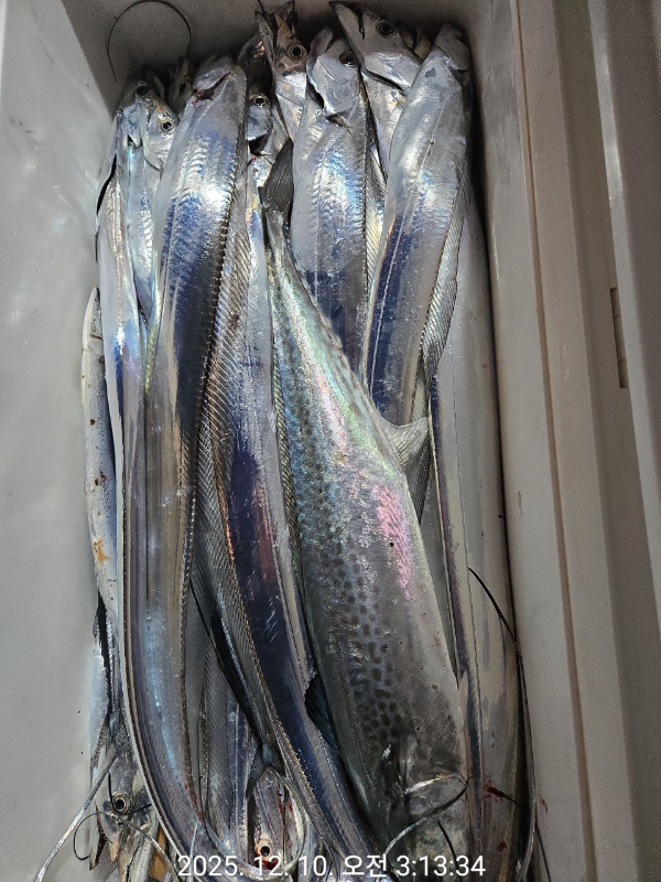제주선상낚시피닉스호_사진_20251210_7.jpg