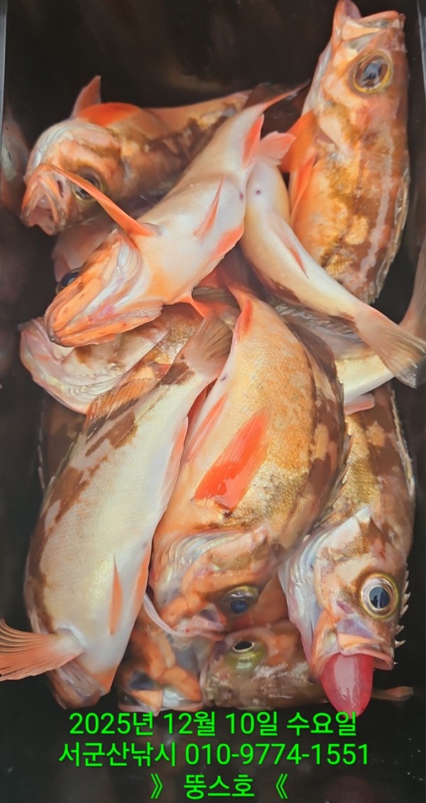 군산 선상낚시, 바다낚시 출조 전문 ☆서군산낚시☆_사진_20251210_15.jpg