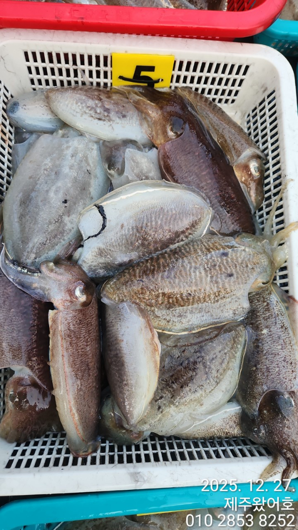 제주왔어호_사진_20251228_6.jpg