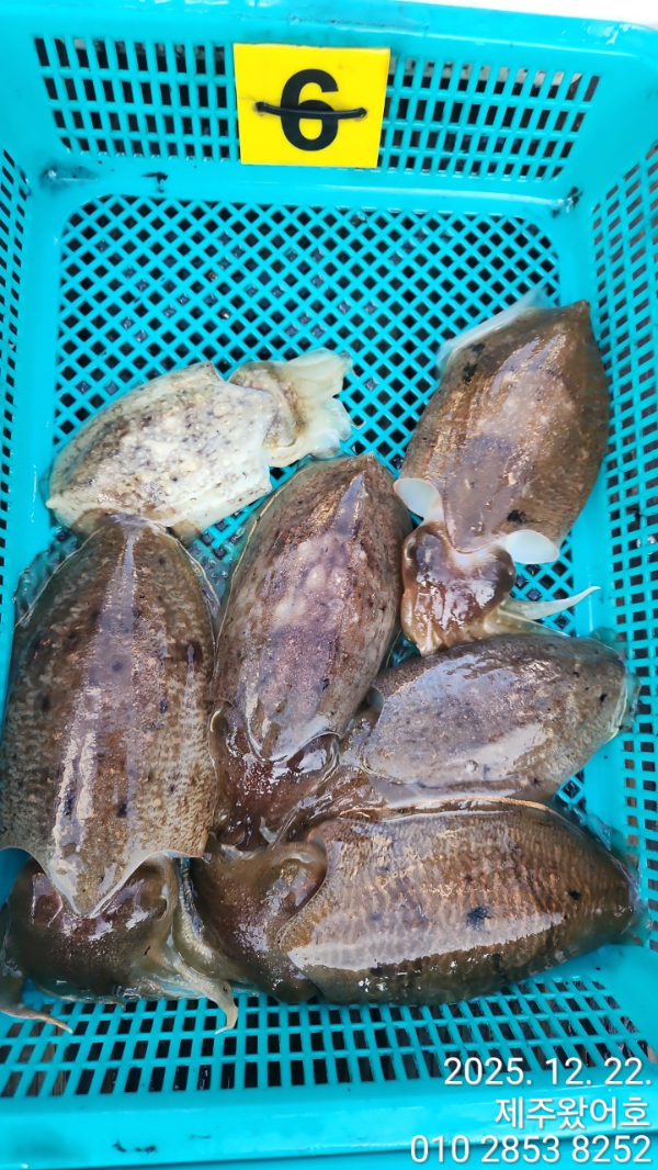 제주왔어호_사진_20251222_9.jpg