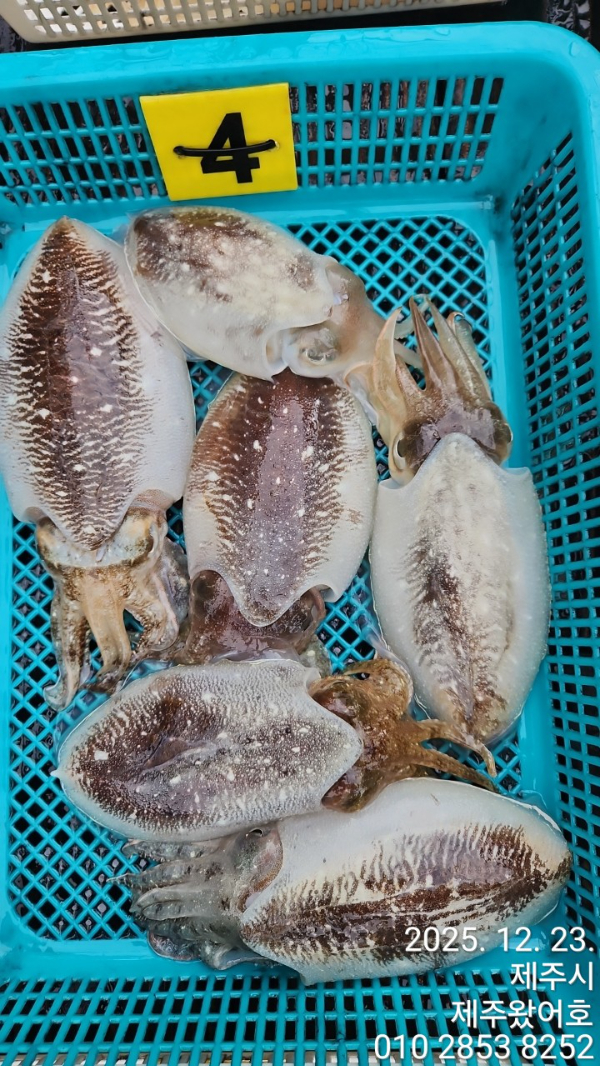 제주왔어호_사진_20251223_12.jpg