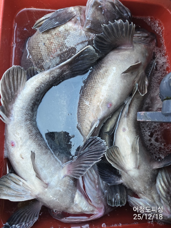 최강피싱 063.463.0800_사진_20251219_42.jpg