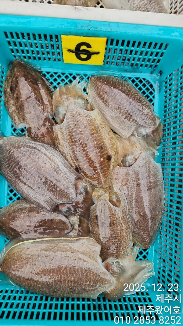 제주왔어호_사진_20251223_10.jpg