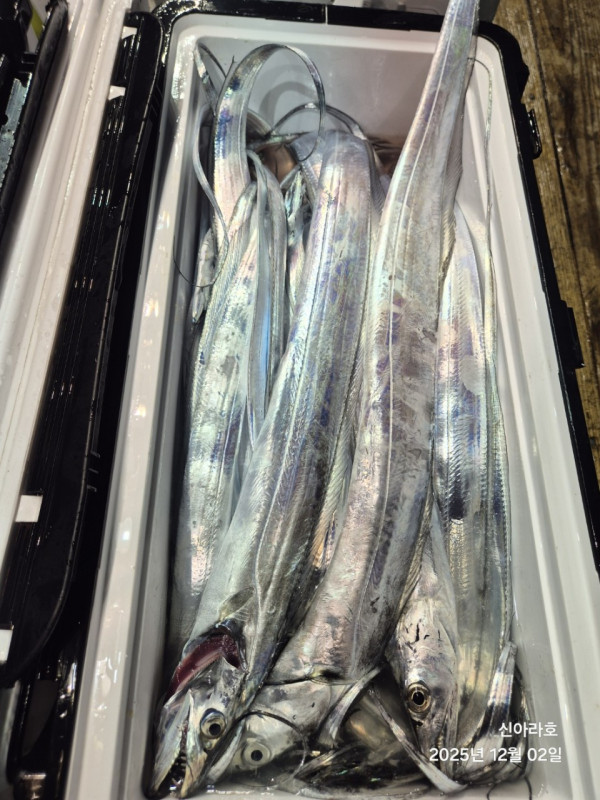 바다꾼낚시(신아라호)_사진_20251202_5.jpg