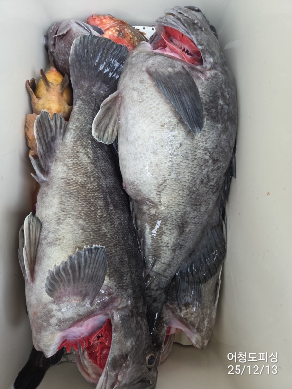 최강피싱 063.463.0800_사진_20251213_48.jpg