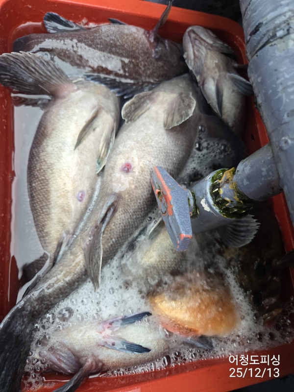 최강피싱 063.463.0800_사진_20251213_42.jpg