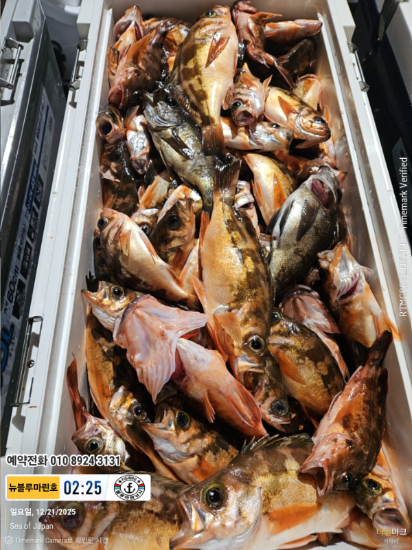 2025-12-21 02.25.49_Japan_(제목-뉴블루마린호)_(예약전화 010 8924 3131).jpg