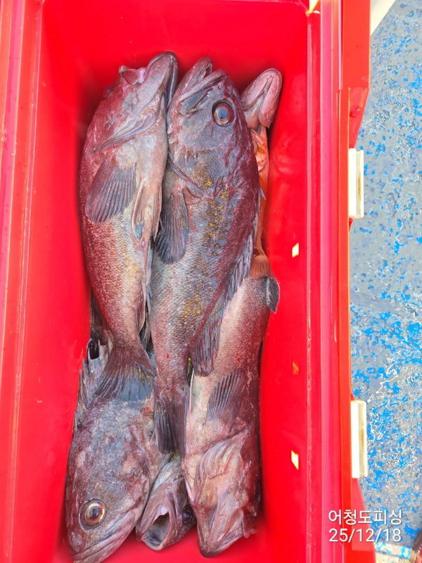 최강피싱 063.463.0800_사진_20251219_47.jpg