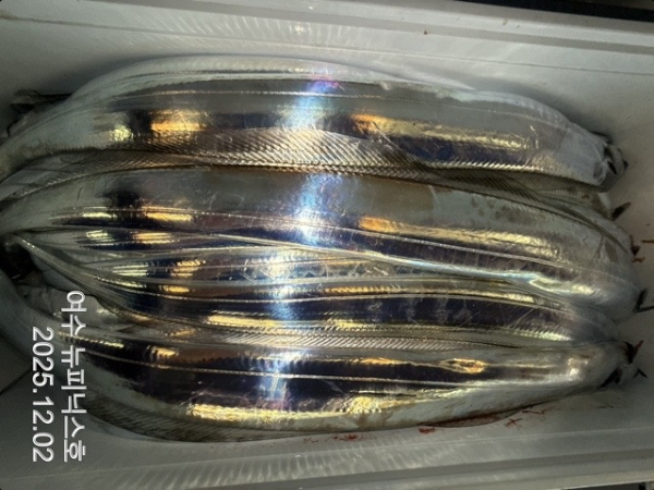 12월2일갈치 (11)-tile.jpg