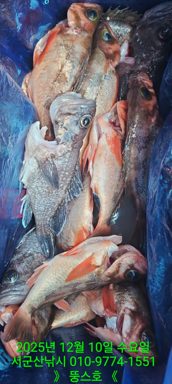 군산 선상낚시, 바다낚시 출조 전문 ☆서군산낚시☆_사진_20251210_18.jpg