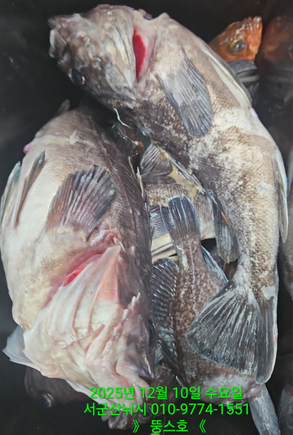 군산 선상낚시, 바다낚시 출조 전문 ☆서군산낚시☆_사진_20251210_16.jpg