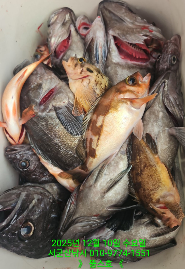 군산 선상낚시, 바다낚시 출조 전문 ☆서군산낚시☆_사진_20251210_20.jpg