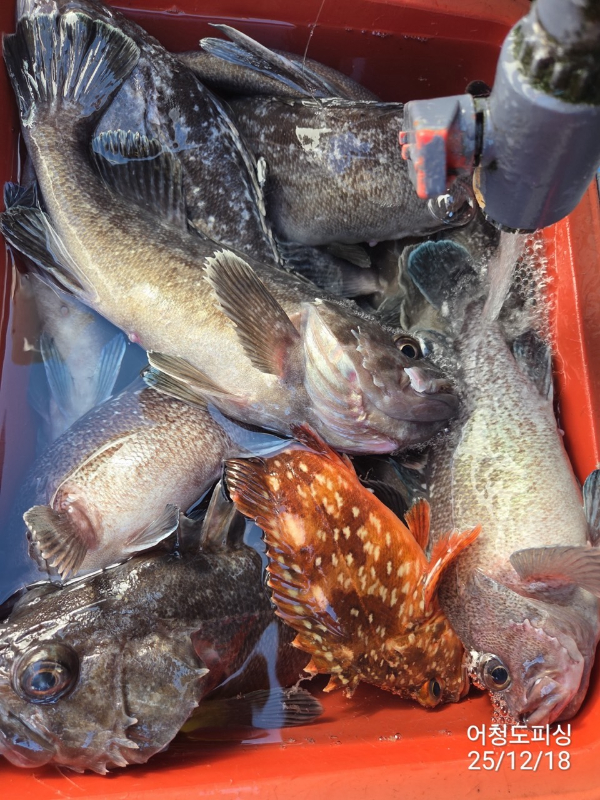 최강피싱 063.463.0800_사진_20251219_41.jpg