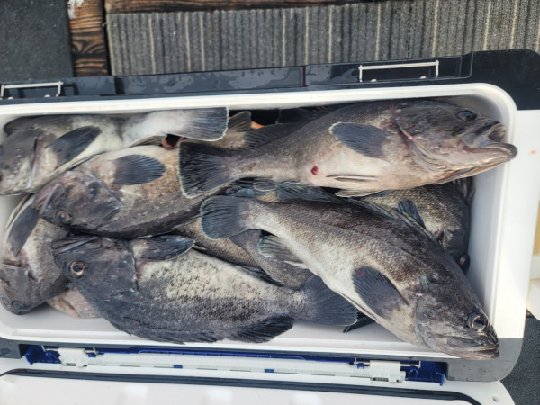 군산 선상낚시, 바다낚시 출조 전문 ☆서군산낚시☆_사진_20251210_5.jpg