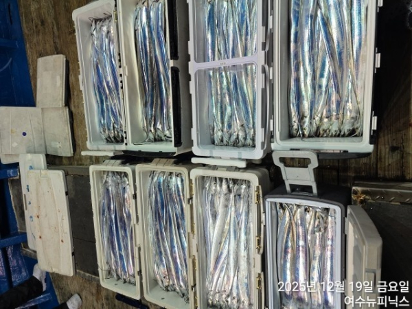 12월19일갈치 (5).jpg