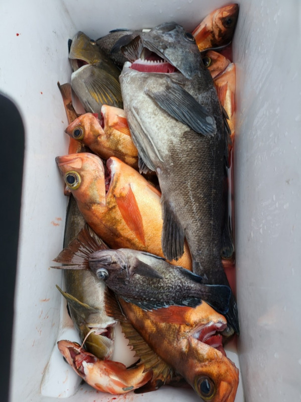 군산 선상낚시, 바다낚시 출조 전문 ☆서군산낚시☆_사진_20251220_10.jpg