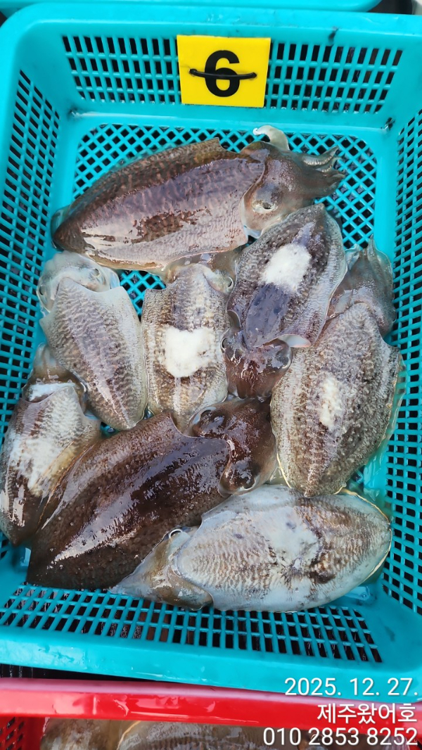 제주왔어호_사진_20251228_7.jpg
