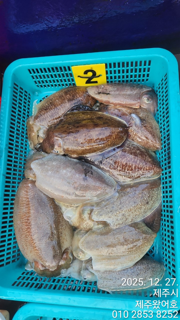 제주왔어호_사진_20251228_3.jpg