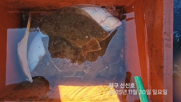 신신낚시 강구점 신신호_사진_20251130_16.jpg