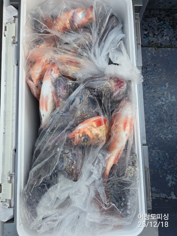 최강피싱 063.463.0800_사진_20251219_61.jpg