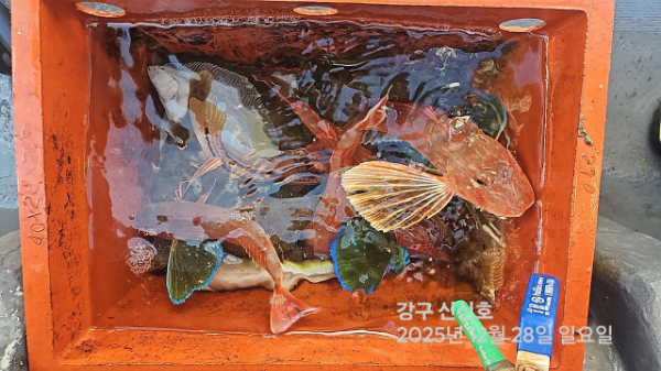 신신낚시 강구점 신신호_사진_20251228_5.jpg