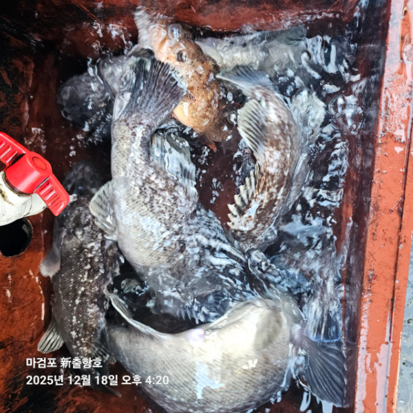 ꫛꫀꪝ✧‧˚ 태안 마검포 新출항호 .• _˚☀₊_사진_20251220_9.jpg