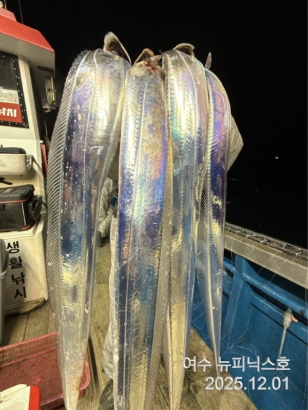 20912월2일갈치 (51).jpg