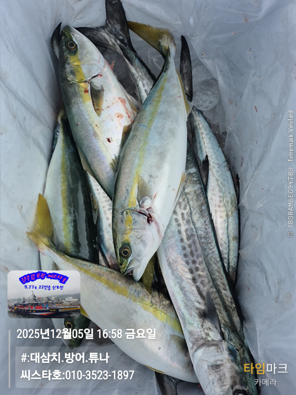 2025-12-05 16.58.34__(#-대삼치.방어.튜나)_(씨스타호-010-3523-1897).jpg