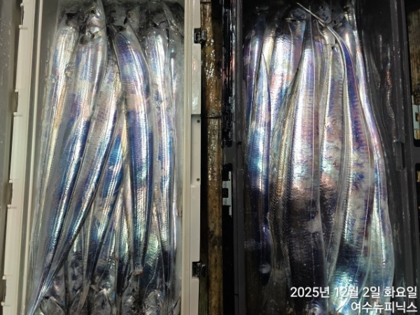 12월2일갈치 (57).jpg