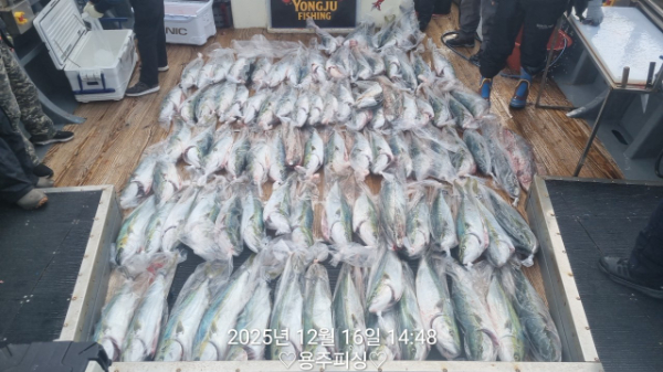 용주피싱_갈치낚시_갑오징어_문어_한치낚시_쭈꾸미_생활낚시_외수질_사진_20251216_1.jpg