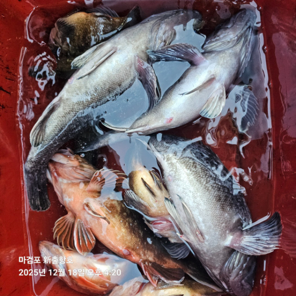 ꫛꫀꪝ✧‧˚ 태안 마검포 新출항호 .• _˚☀₊_사진_20251220_10.jpg