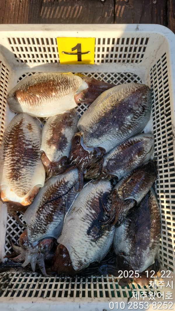 제주왔어호_사진_20251222_4.jpg