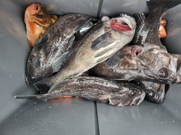 군산 선상낚시, 바다낚시 출조 전문 ☆서군산낚시☆_사진_20251220_4.jpg