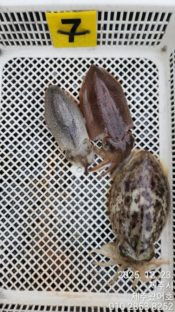 제주왔어호_사진_20251223_15.jpg