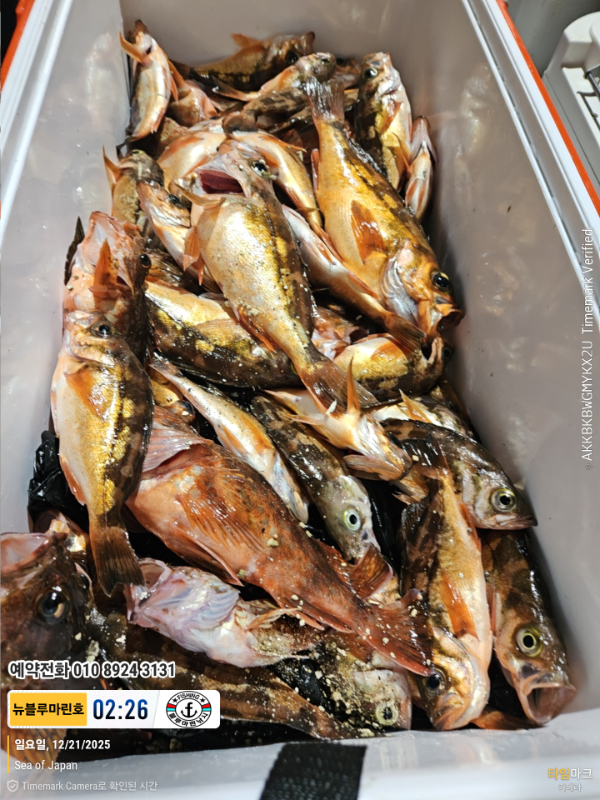 2025-12-21 02.26.08_Japan_(제목-뉴블루마린호)_(예약전화 010 8924 3131).jpg