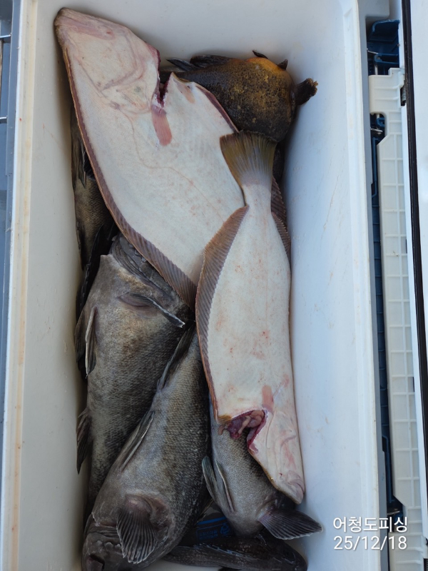 최강피싱 063.463.0800_사진_20251219_57.jpg