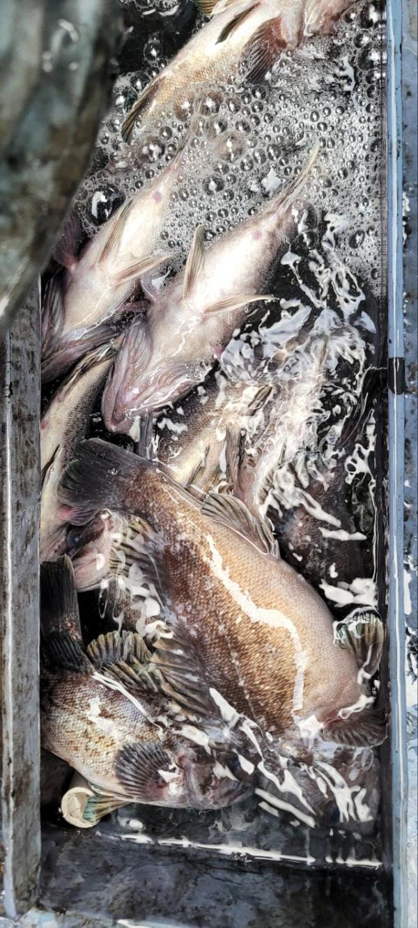 예지퀸호 농어외수질&어초낚시 경기인천권_사진_20251129_3.jpg