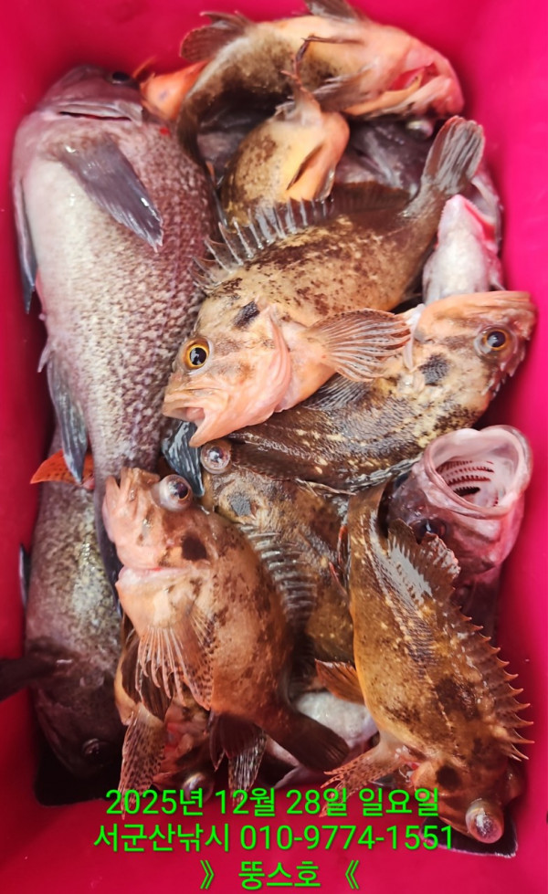 군산 선상낚시, 바다낚시 출조 전문 ☆서군산낚시☆_사진_20251228_13.jpg