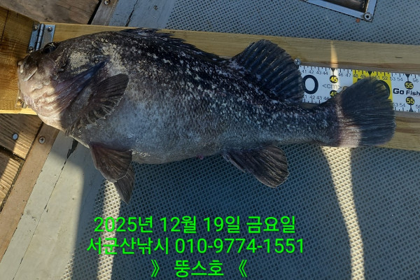 군산 선상낚시, 바다낚시 출조 전문 ☆서군산낚시☆_사진_20251219_2.jpg
