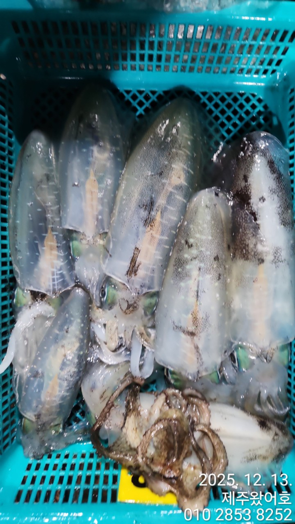 제주왔어호_사진_20251214_20.jpg