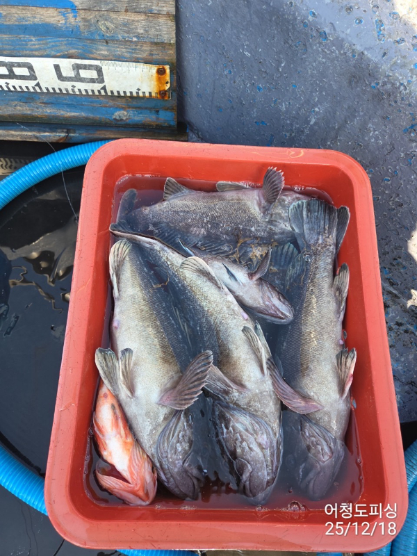 최강피싱 063.463.0800_사진_20251219_34.jpg