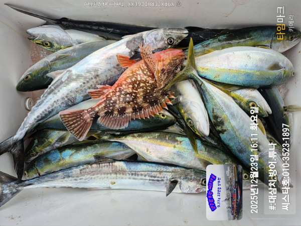 2025-12-23 16.11.36__(#-대삼치.방어.튜나)_(씨스타호-010-3523-1897).jpg