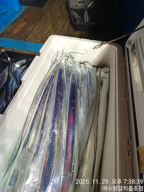 여수왕갈치출조점_사진_20251130_20.jpg