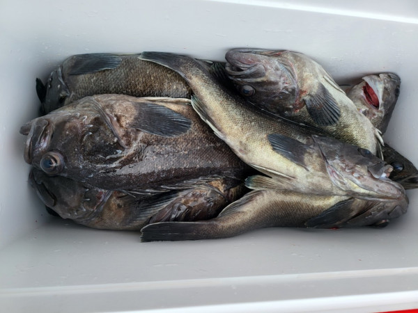 군산 선상낚시, 바다낚시 출조 전문 ☆서군산낚시☆_사진_20251220_7.jpg